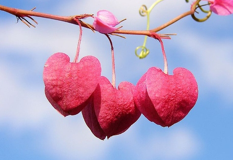 Heart-shaped pink seed pods — symbol of hope and growth